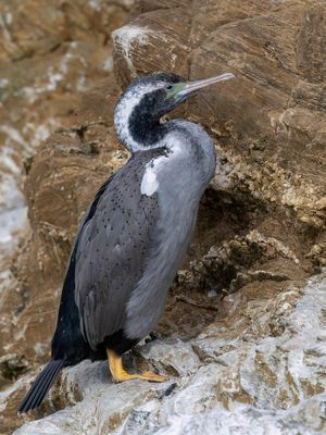 Spotted Shag - Gevlekte Aalscholver - Cormoran mouchet