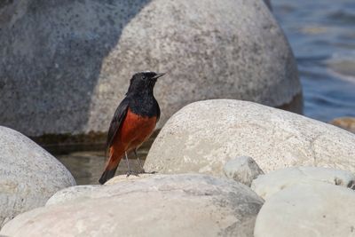 White-capped Redstart - Rivierroodstaart - Torrentaire à calotte blanche