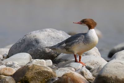 Common Merganser - Grote Zaagbek - Harle bièvre (f)