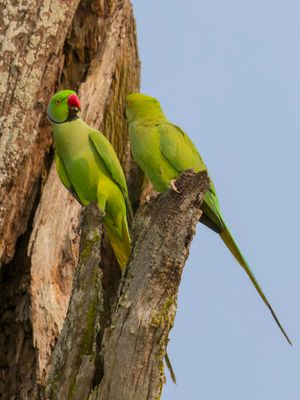 Rose-ringed Parakeet - Halsbandparkiet - Perruche à collier (m+f)