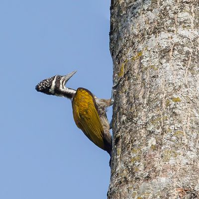 Greater Flameback - Grote Goudrugspecht - Pic  dos cramoisi (f)