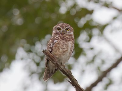 Spotted Owlet - Brahmaanse Steenuil - Chevche brame