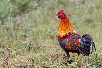 Red Junglefowl - Bankivahoen - Coq bankiva (m)