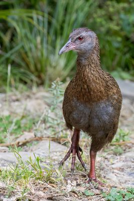 Weka - Weka - Rle wka
