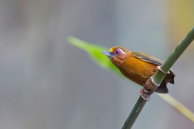 White-browed Piculet - Himalayadwergspecht - Picumne à sourcils blancs