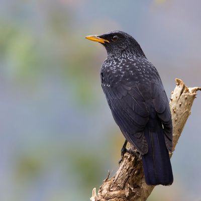 Blue Whistling Thrush - Chinese Fluitlijster - Arrenga siffleur