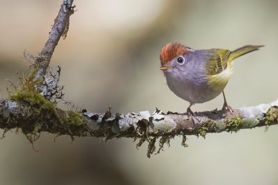 Chestnut-crowned Warbler - Kastanjekopboszanger - Pouillot à couronne marron