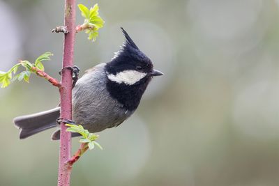 Coal Tit - Zwarte Mees - Mésange noire