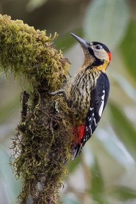 Darjeeling Woodpecker - Darjeelingspecht - Pic de Darjiling