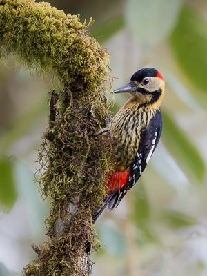 Darjeeling Woodpecker - Darjeelingspecht - Pic de Darjiling