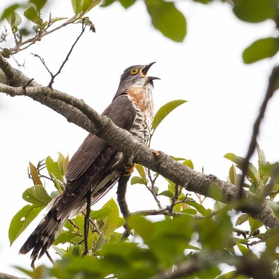 Large Hawk-Cuckoo - Grote Sperwerkoekoek - Coucou pervier