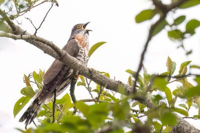 Large Hawk-Cuckoo - Grote Sperwerkoekoek - Coucou épervier