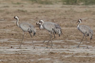 Common Crane - Kraanvogel - Grue cendre