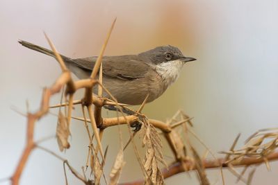 Lesser White-throat - Braamsluiper - Fauvette babillarde