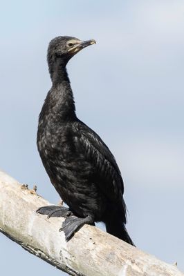 Little Pied Cormorant - Kleine Bonte Aalscholver - Cormoran pie (imm)