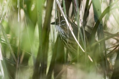 Marsh Babbler - Moerasjungletimalia - Akalat des marais