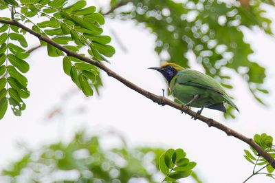 Golden-fronted Leafbird - Goudvoorhoofdbladvogel - Verdin  front d'or