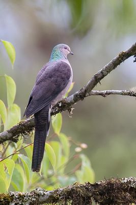 Barred Cuckoo-Dove - Gestreepte Koekoeksduif - Phasianelle onchall
