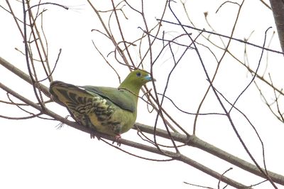 Wedge-tailed Green Pigeon - Wigstaartpapegaaiduif - Colombar chanteur