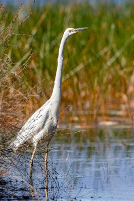 Great Egret - Grote Zilverreiger - Grande Aigrette