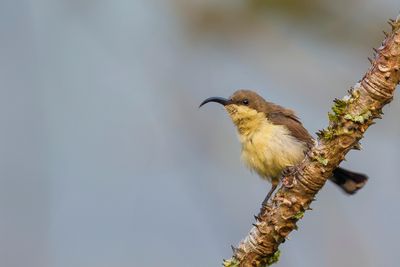 Loten's Sunbird - Lotens Honingzuiger - Souimanga de Loten (f)
