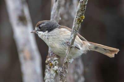 Pipipi - Finschia - Mohoua pipipi