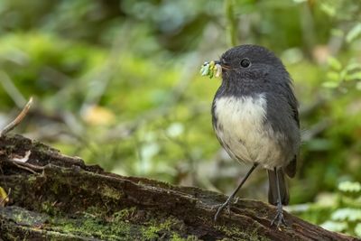 South Island Robin - Zuidereilandvliegenvanger - Miro rubisole (m)