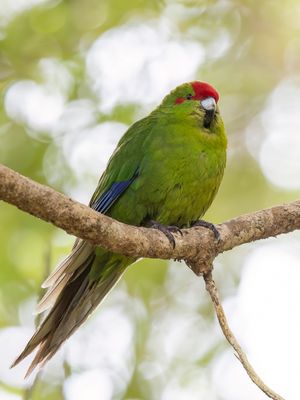 Red-crowned Parakeet - Roodvoorhoofdkakariki - Perruche de Sparrman