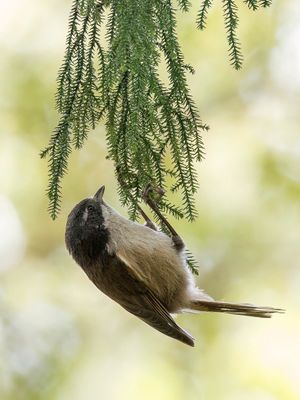 Pipipi - Finschia - Mohoua pipipi