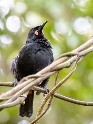 South Island Saddleback - Zuidelijke Zadelrug - Cradion rounoir