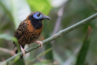 Ocellated Antbird - Mcleannans Miervogel - Fourmilier ocellé