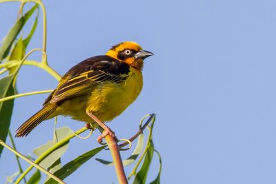 Baglafecht Weaver - Baglafechtwever - Tisserin baglafecht