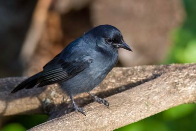 Slate-colored Boubou - Leikleurige Fiskaal - Gonolek ardois