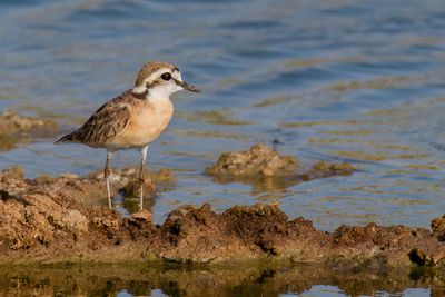 Kittlitz's Plover - Herdersplevier - Gravelot ptre