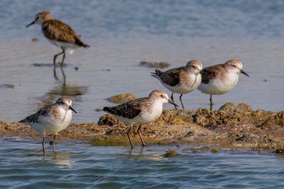 Little Stint - Kleine Strandloper - Bcasseau minute