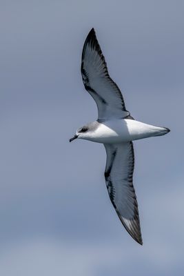 Cook's Petrel - Cooks Stormvogel - Ptrel de Cook