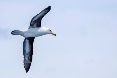 Black-browed Albatross - Wenkbrauwalbatros - Albatros  sourcils noirs