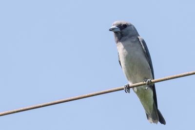 Ashy Woodswallow - Grijze Spitsvogel - Langrayen brun