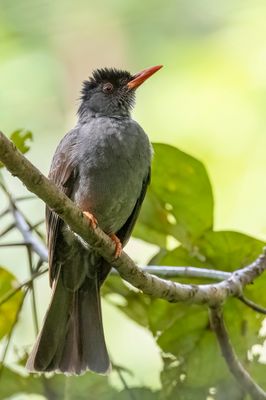 Square-tailed Bulbul - Ghatsbuulbuul - Bulbul des Ghats