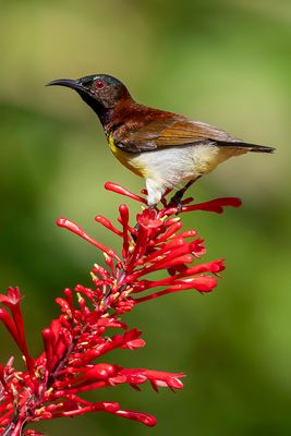 Purple-rumped Sunbird - Purperstuithoningzuiger - Souimanga à croupion pourpre (m)