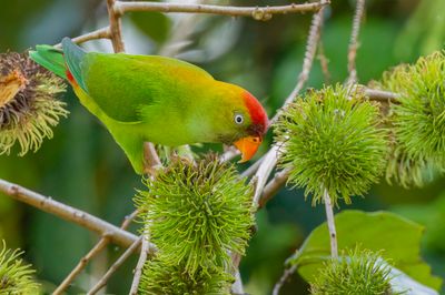 Sri Lanka Hanging Parrot - Ceylonese Vleermuisparkiet - Coryllis de Ceylan