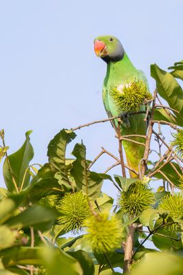 Layard's Parakeet - Smaragdparkiet - Perruche de Layard (m)
