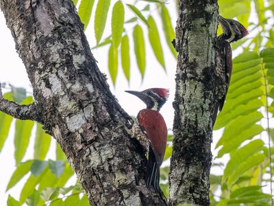 Red-backed Flameback - Lichtensteins Goudrugspecht - Pic de Lichtenstein (m+f)