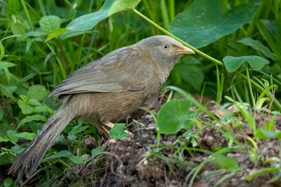 Yellow-billed Babbler - Geelsnavelbabbelaar - Cratérope affin