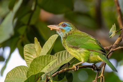Yellow-fronted Barbet - Ceylonese Baardvogel - Barbu à front d'or