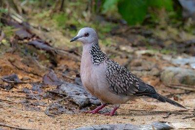 Spotted Dove - Parelhalstortel - Tourterelle tigrine