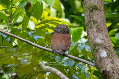 Chestnut-backed Owlet - Ceylonese Dwerguil - Chevêchette à dos marron