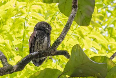 Chestnut-backed Owlet - Ceylonese Dwerguil - Chevêchette à dos marron