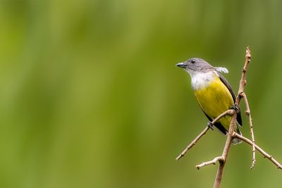 Legge's Flowerpecker - Ceylonese Honingvogel - Dicée de Ceylan (f)