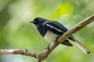 Oriental Magpie-Robin - Dayallijster - Shama dayal (m)